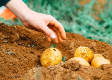 Fertilizers Rich in Calcium, Magnesium, and Zinc Improve Potato Farming, Says Egypt’s Mansoura University
