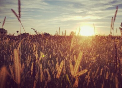 Harvesting Heat: How Record Temperatures Shake Food Prices and Supply Chains