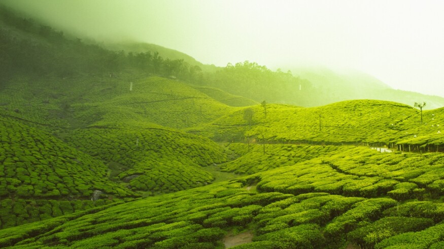 Wuyishan National Park: Cultivating Sustainability in China’s Tea Sector