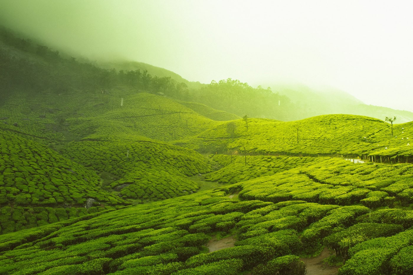 Wuyishan National Park: Cultivating Sustainability in China’s Tea Sector