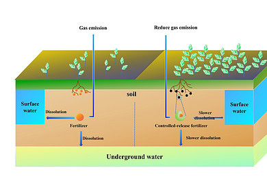 Controlled-Release Fertilizers Show Promise for Sustainable Agriculture