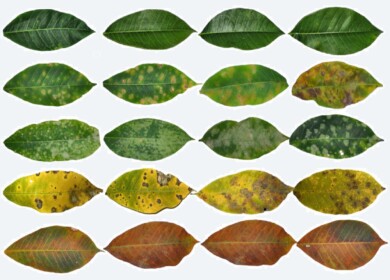 Sri Lanka’s Rubber Output Faces 15% Decline in 2023 Amid Deepening Crisis