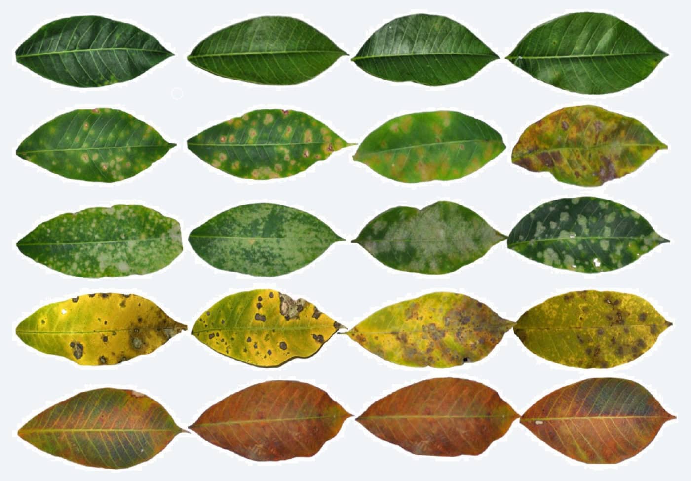 Sri Lanka’s Rubber Output Faces 15% Decline in 2023 Amid Deepening Crisis