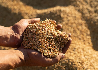Indonesian Food Agency Sees Opportunity in Rising Grain Prices