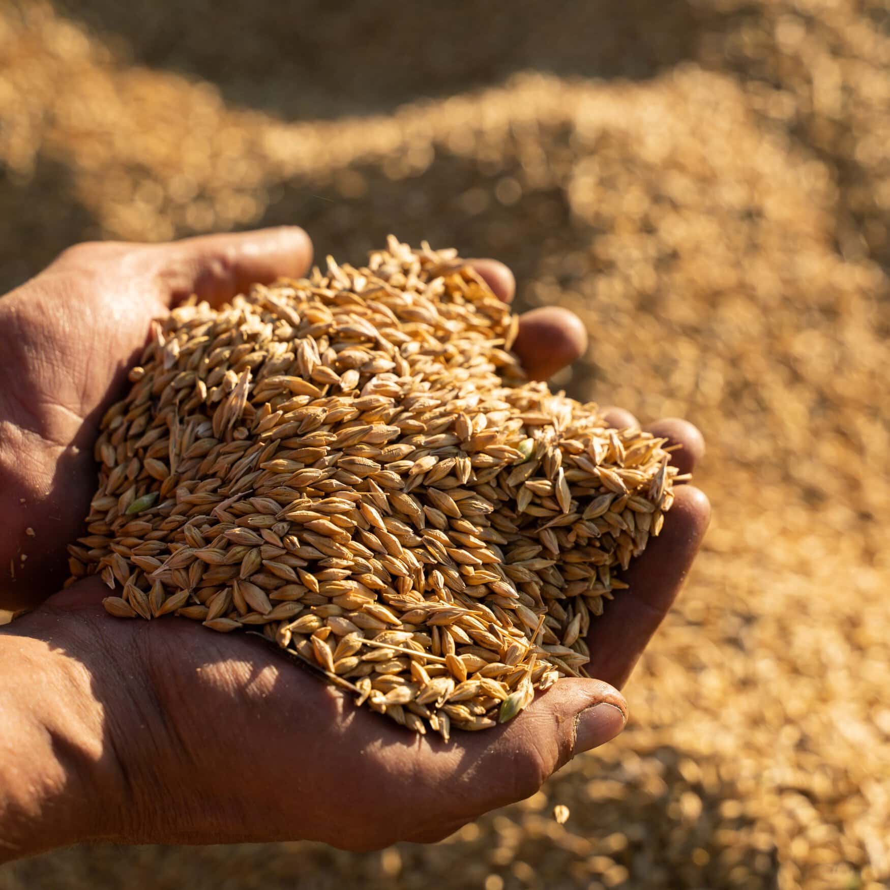 Indonesian Food Agency Sees Opportunity in Rising Grain Prices