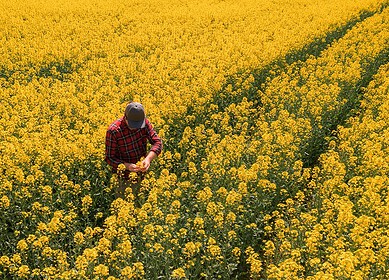 Russia banned rapeseed exports from September 1, 2023
