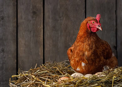 Indian Farmers Switch to Organic Poultry Farming For Increased Income