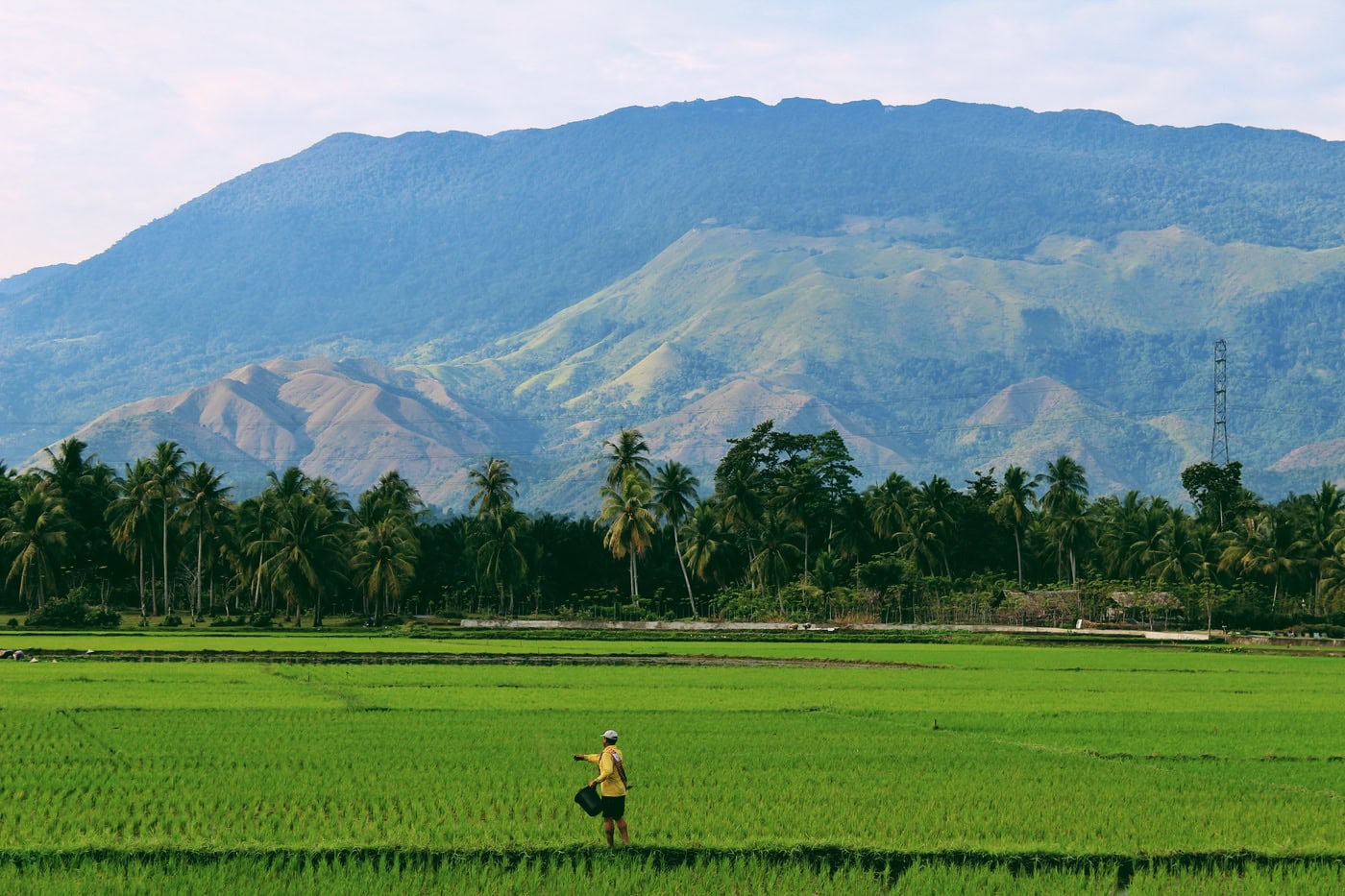 Indonesia Faces Loss of 1.2 Million Tons of Rice Due to El Nino
