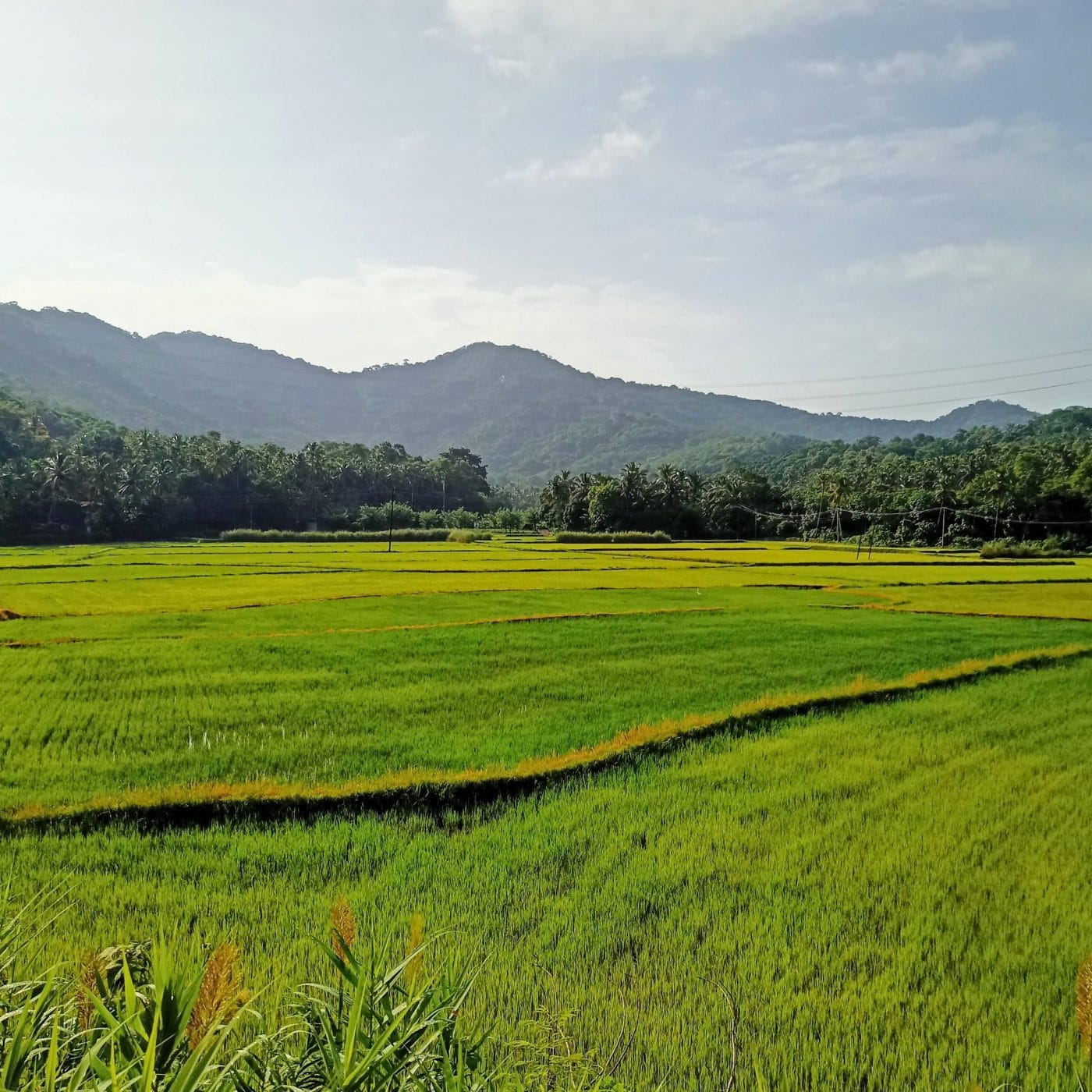 IFFCO opens nano DAP liquid factory in Kalol, Gujarat
