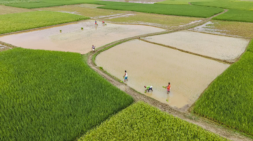 Bangladesh to import 100,000 MT of urea through international tenders