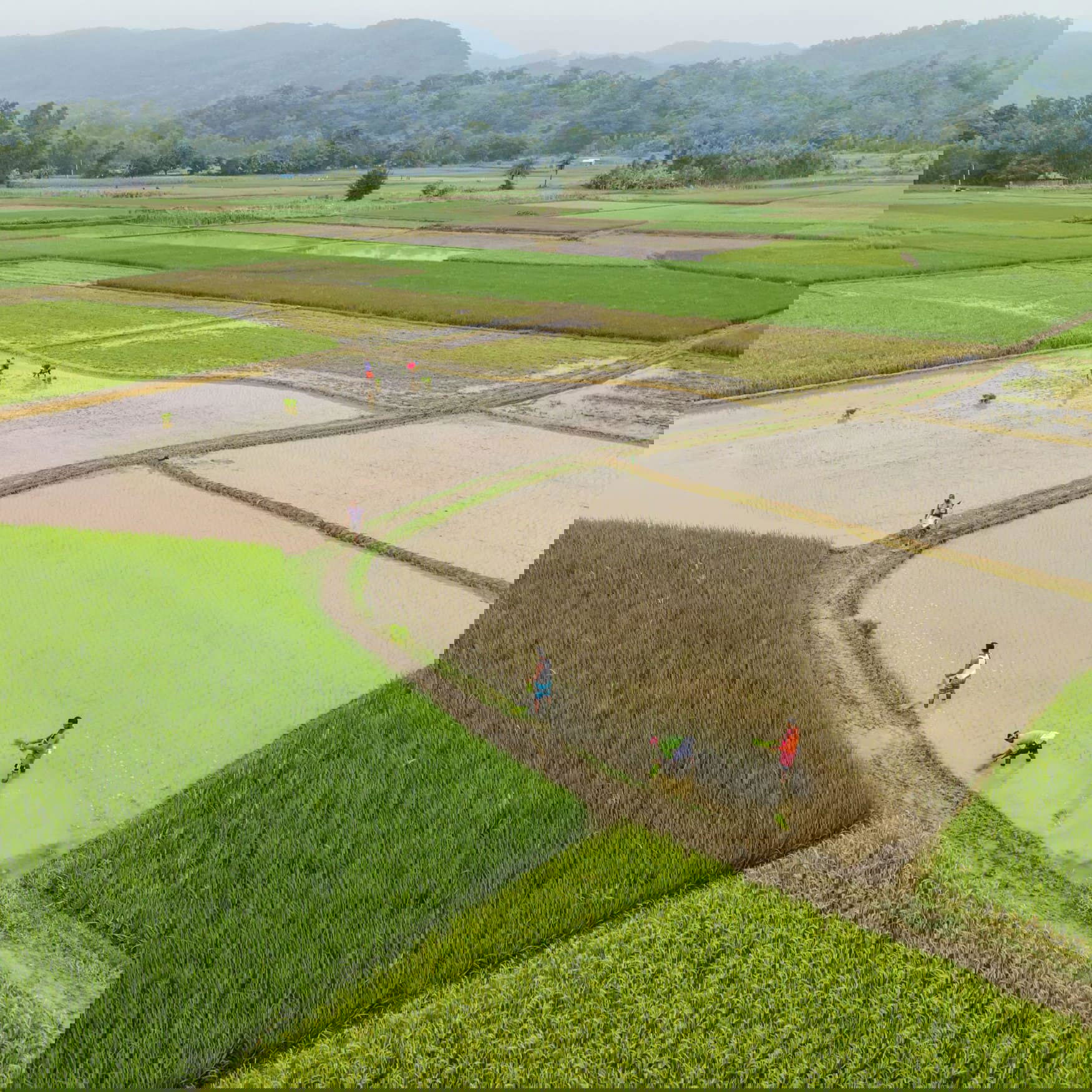 Bangladesh to import 100,000 MT of urea through international tenders