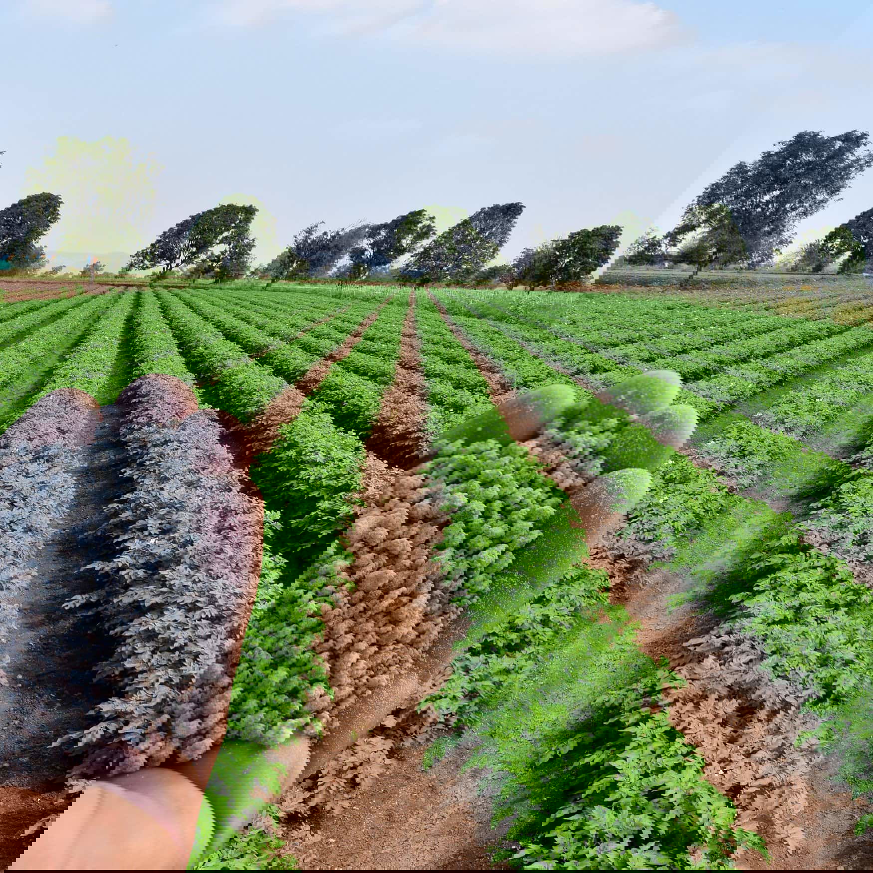 Clarkson professors secure $749,000 USDA grant for technology to mitigate phosphate pollution