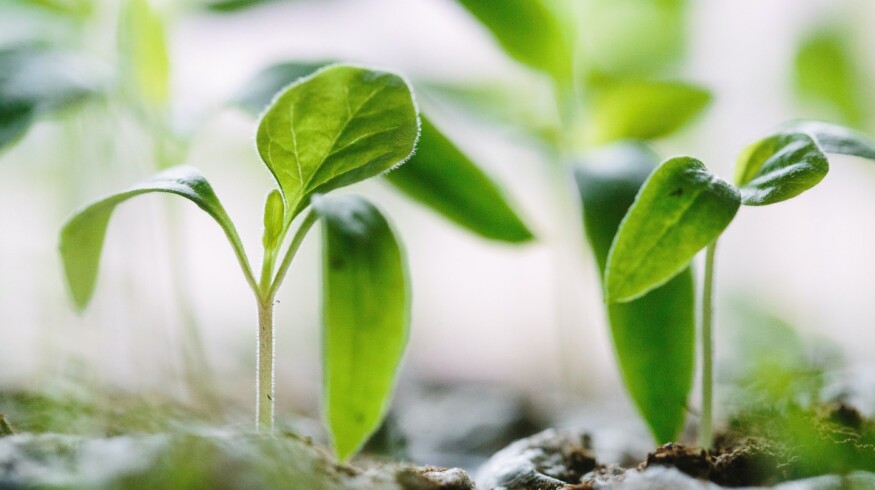 MustGrow Biologics gains USDA organic approval for Terrasante fertilizer