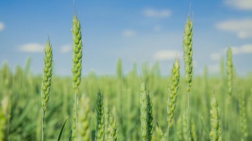 Putin pledges greater support for Russia’s agricultural sector