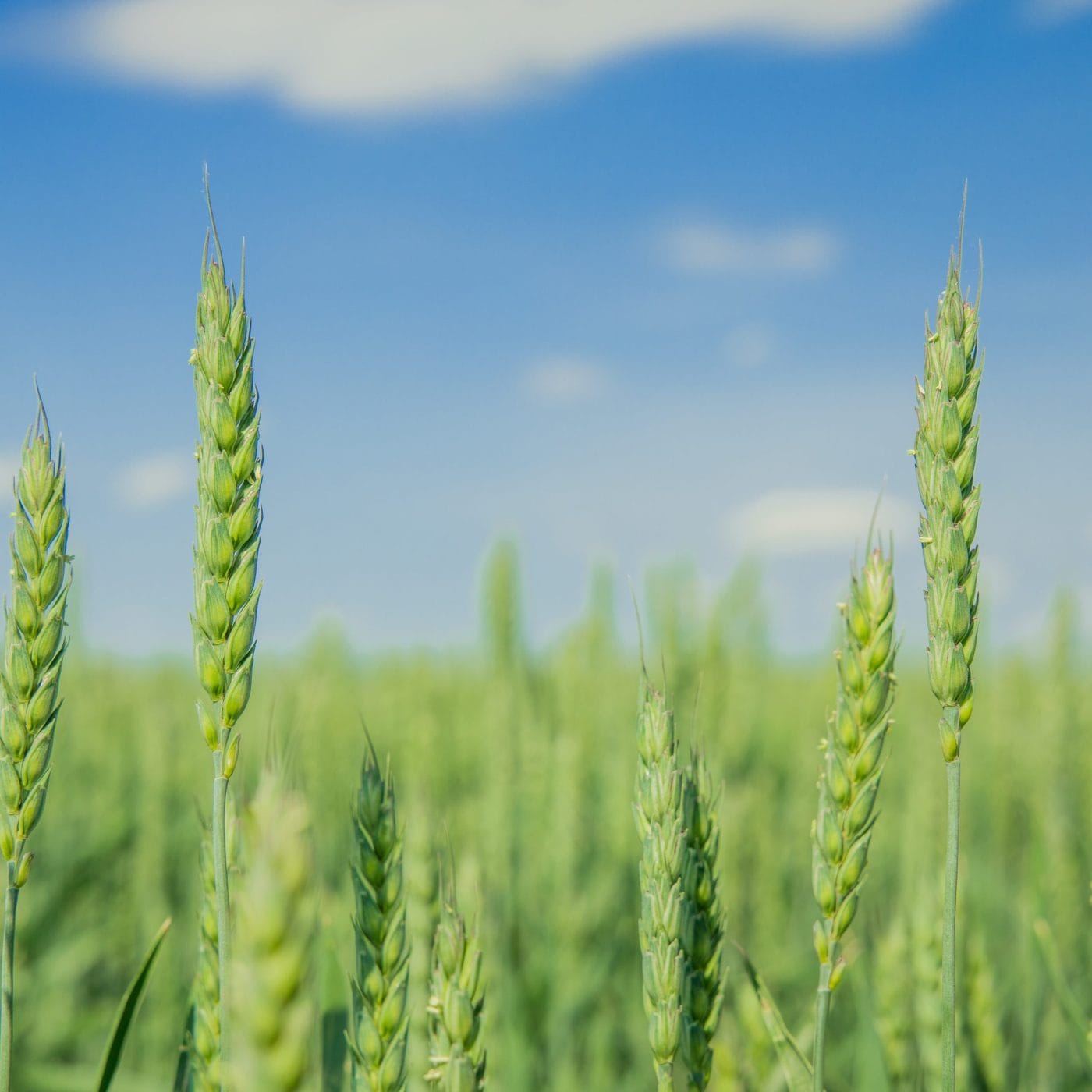 Putin pledges greater support for Russia’s agricultural sector