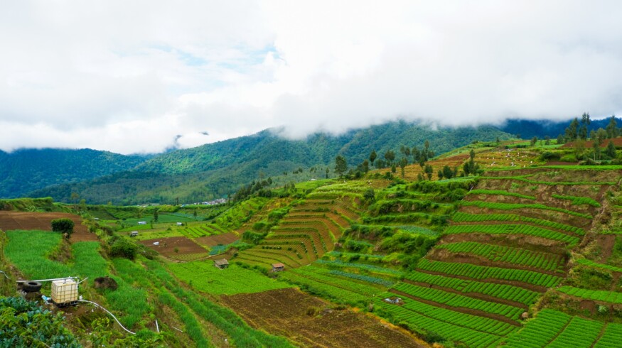 Pupuk Kaltim to build fertilizer factory in West Papua
