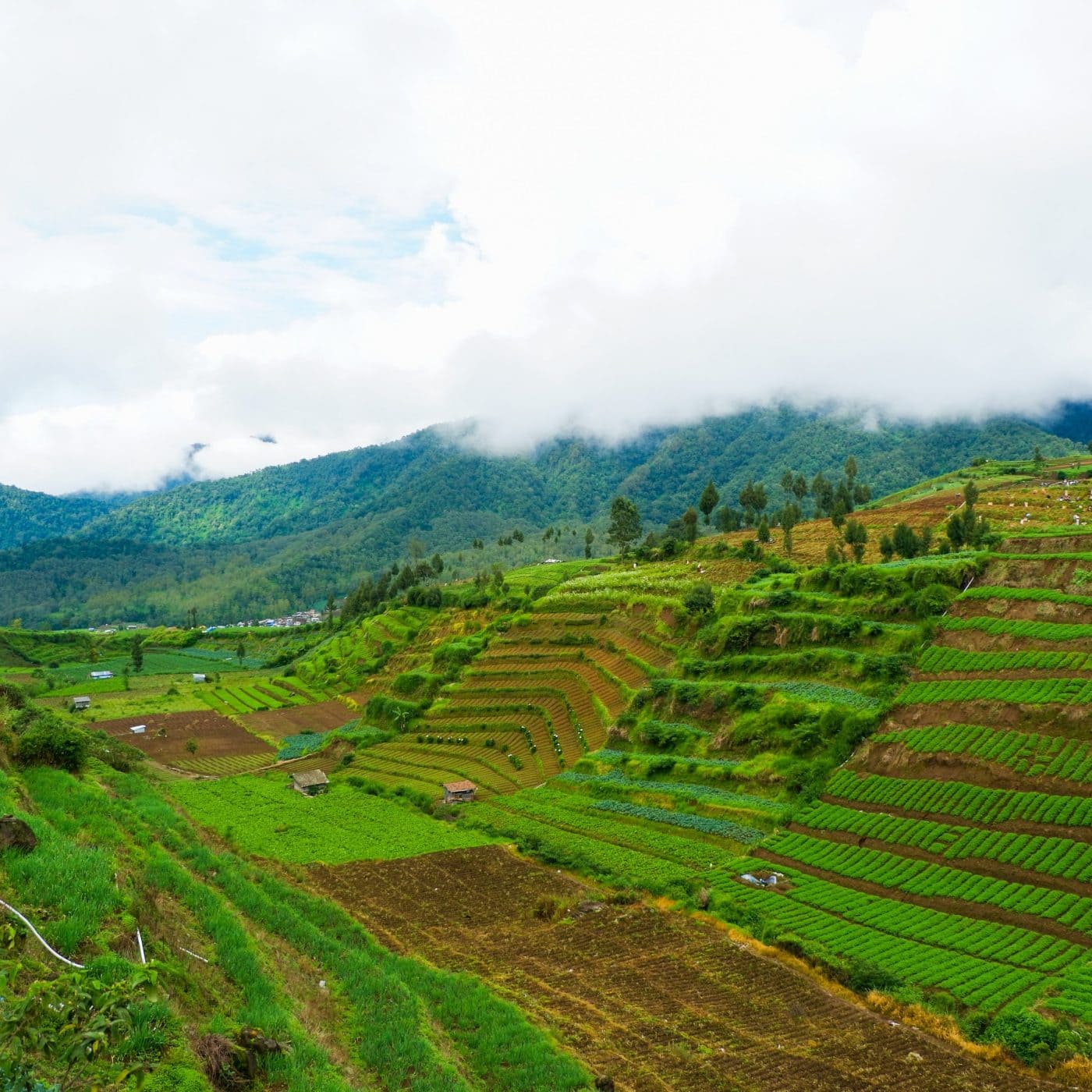 Pupuk Kaltim to build fertilizer factory in West Papua