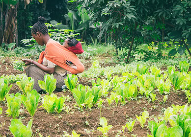 Agritech helped Ethiopia leap from famine to wheat exporter amid global challenges