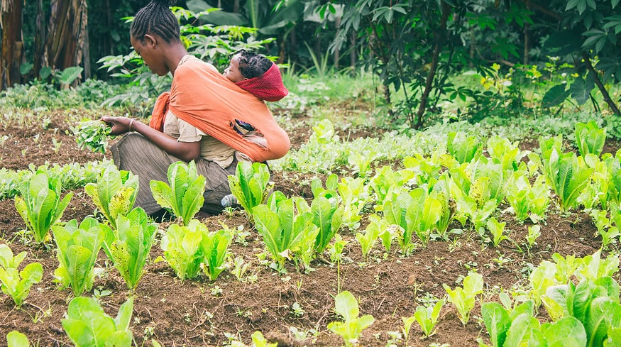 Agritech helped Ethiopia leap from famine to wheat exporter amid global challenges