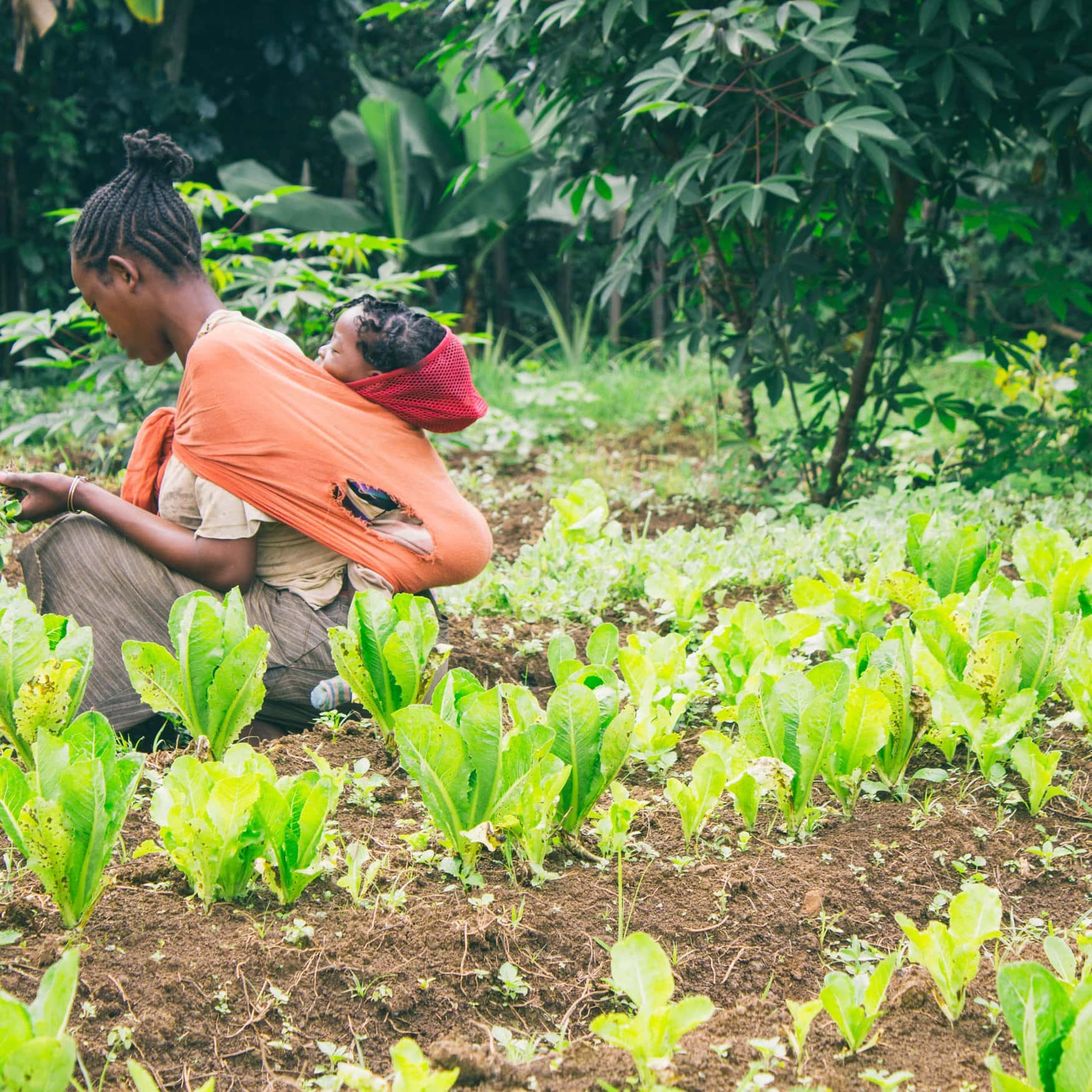 Agritech helped Ethiopia leap from famine to wheat exporter amid global challenges