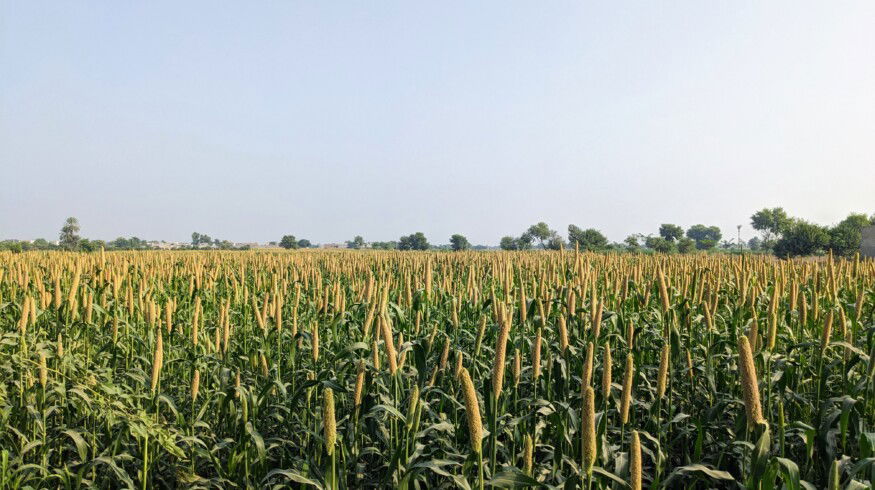 Pakistan in talks with Azerbaijan to purchase urea