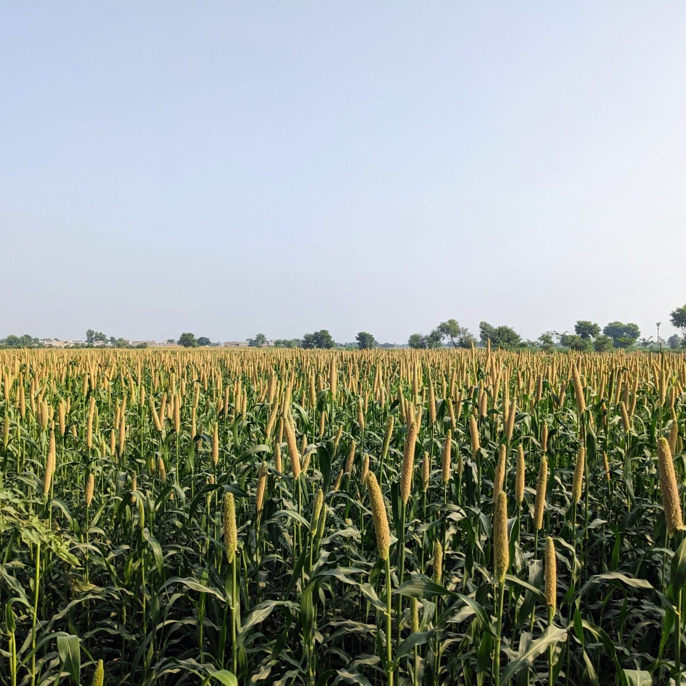 Pakistan in talks with Azerbaijan to purchase urea