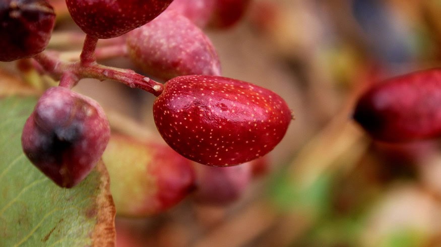 Navigating climate challenges: Edete’s Precision Pollination boosts California pistachio yields