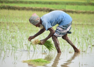 Political turmoil in Bangladesh disrupts fertilizer supply during critical agricultural season