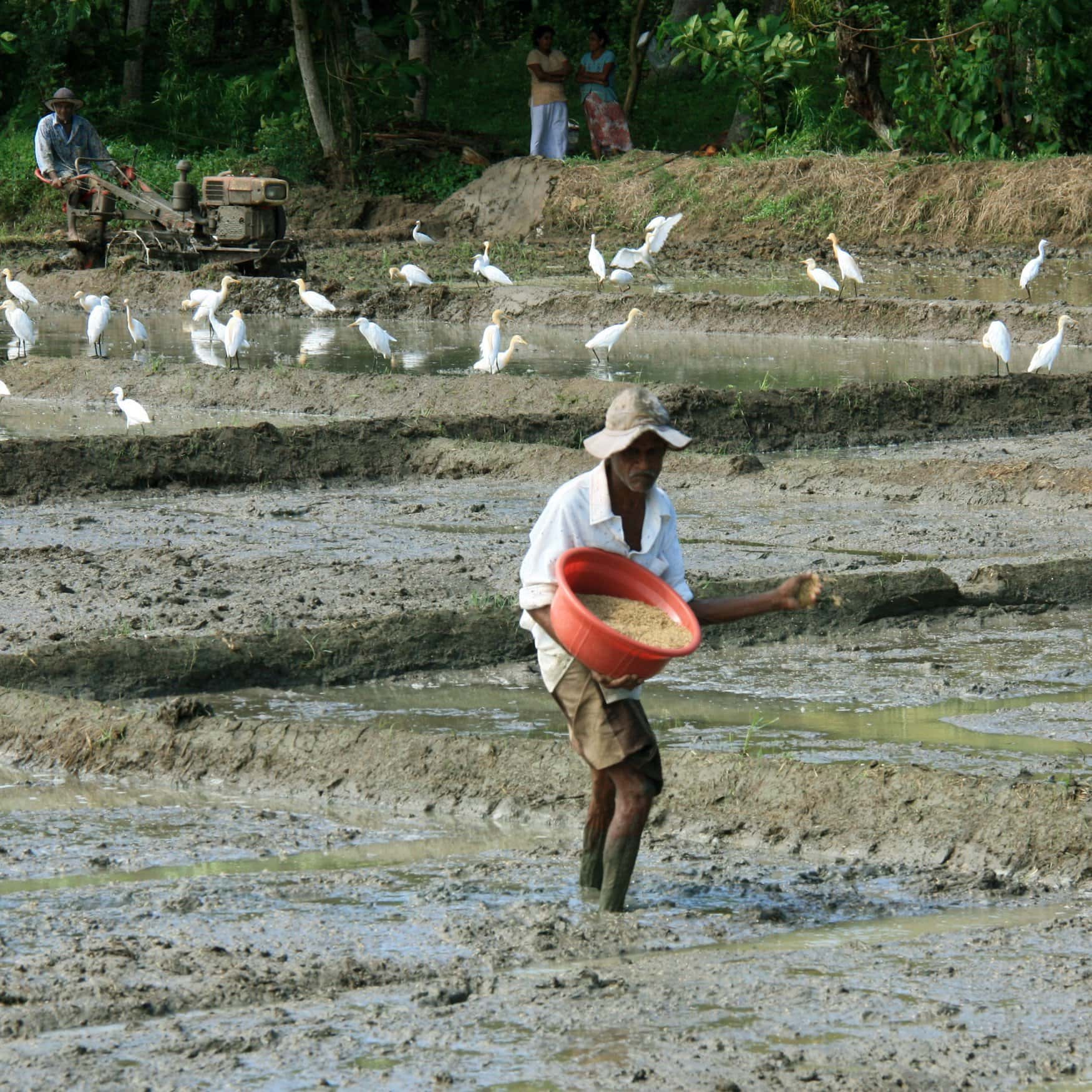 Sri Lanka budgeted $54.6 million to subsidize fertilizer supplies in 2024