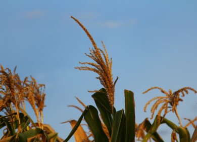 Kenya earmarks additional $53.97mn in subsidies for farmers