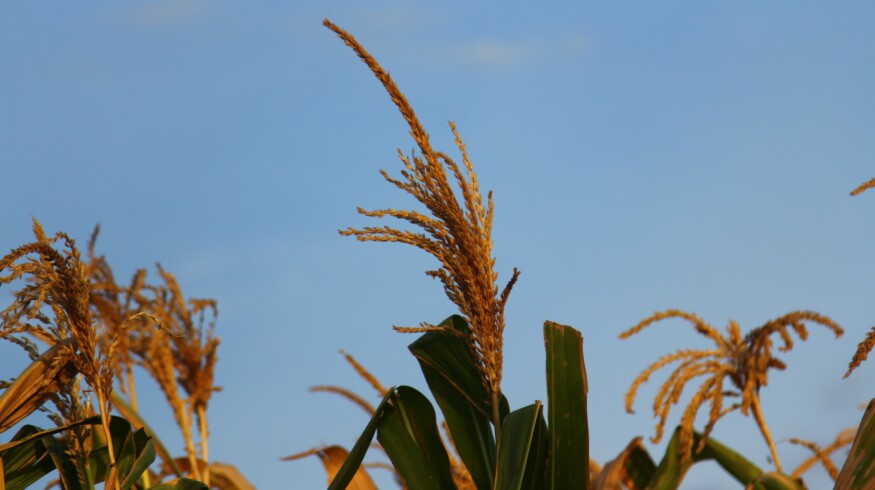 Kenya earmarks additional $53.97mn in subsidies for farmers