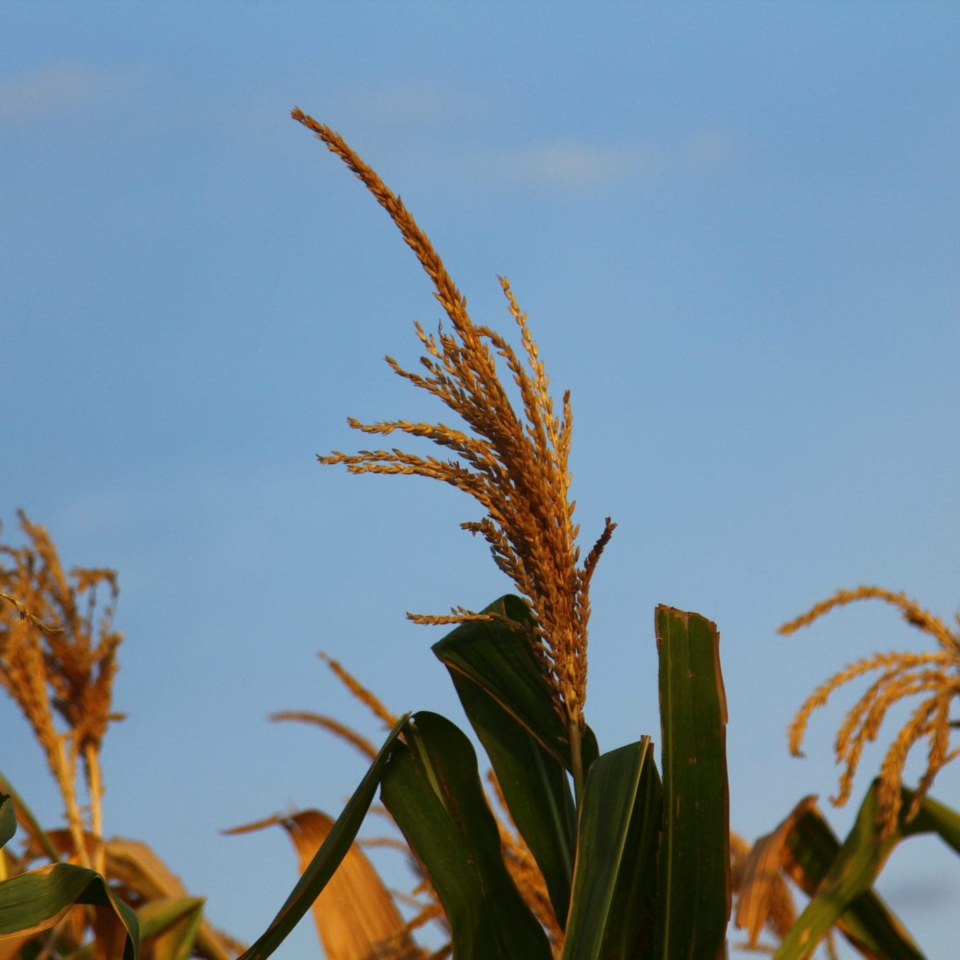 Kenya earmarks additional $53.97mn in subsidies for farmers