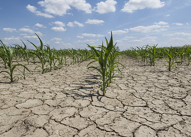 Pakistan embarks on innovative bio-saline agriculture in the Thar Desert