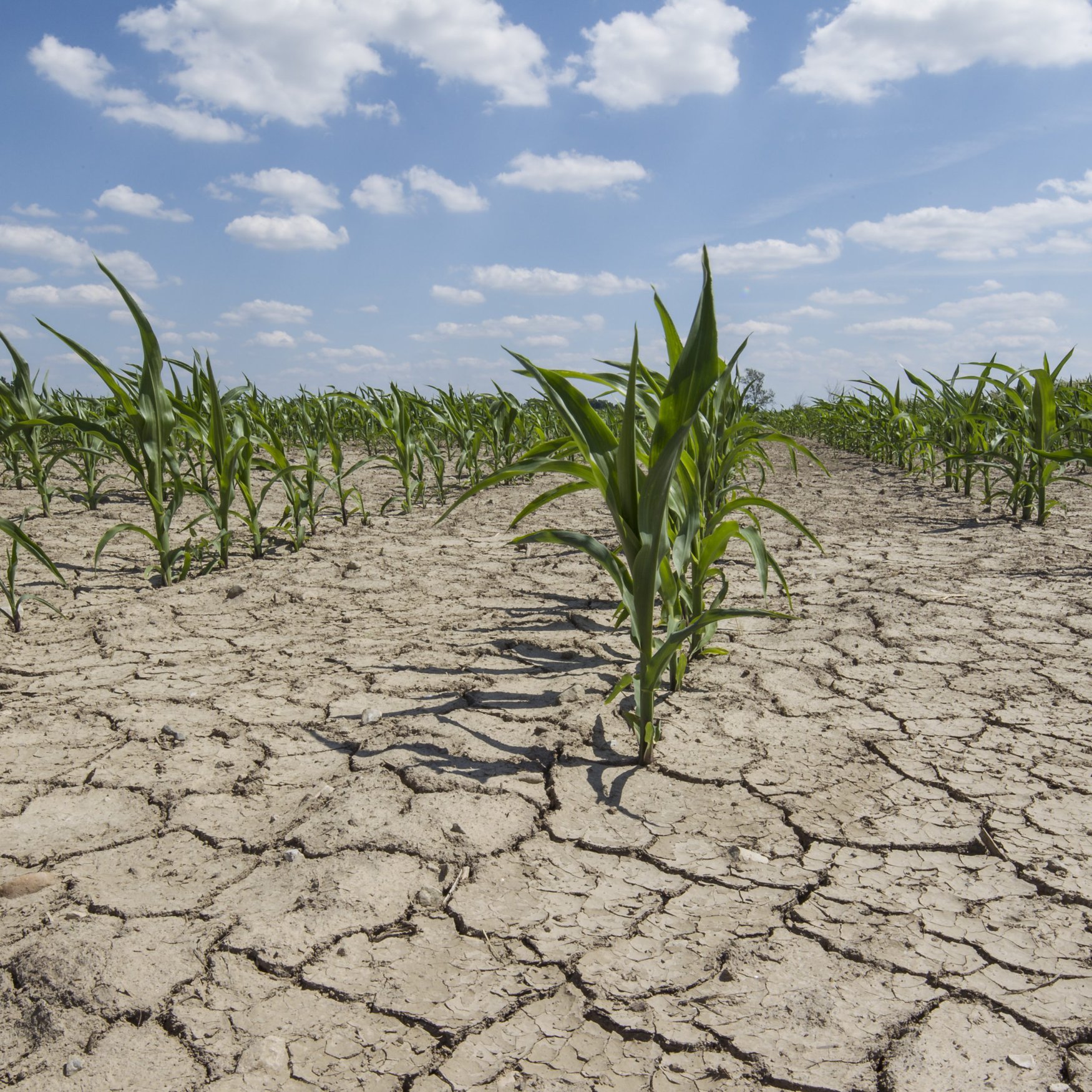 Pakistan embarks on innovative bio-saline agriculture in the Thar Desert