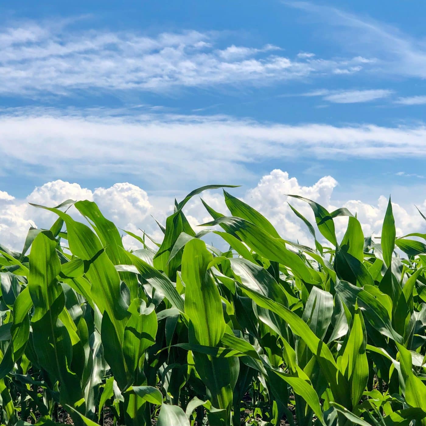 US to lower duties on imports of phosphate fertilizers from Morocco