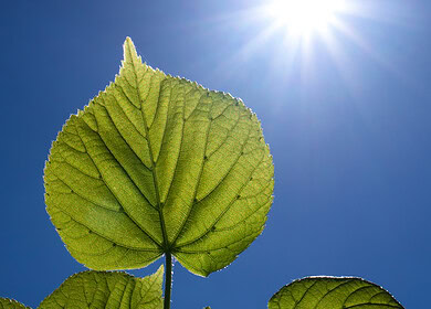 Enhanced air quality boosts natural carbon capture by plants, says Carnegie study