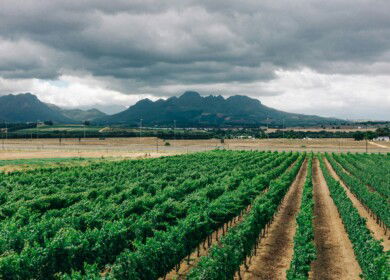 Egypt aiming to boost fertilizer exports to African states