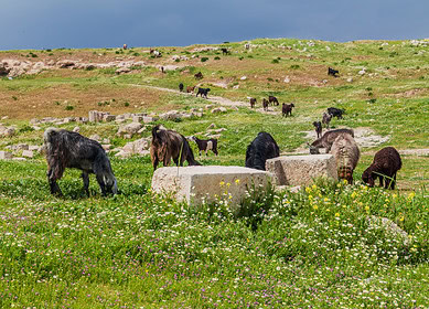 World Bank helps Jordan to step into the climate-smart agriculture