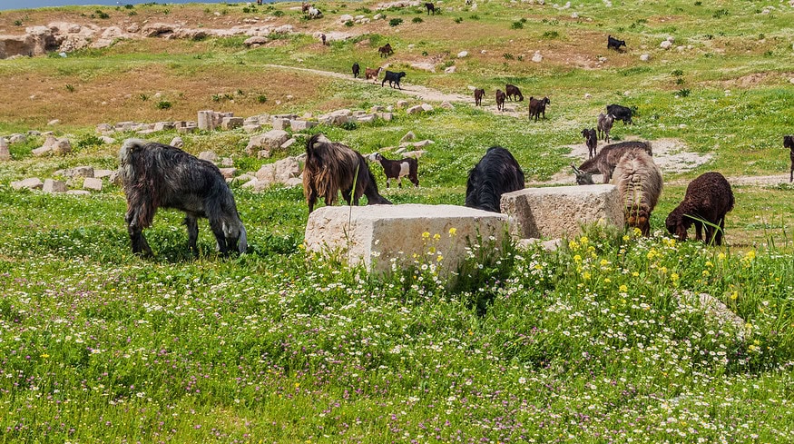 World Bank helps Jordan to step into the climate-smart agriculture