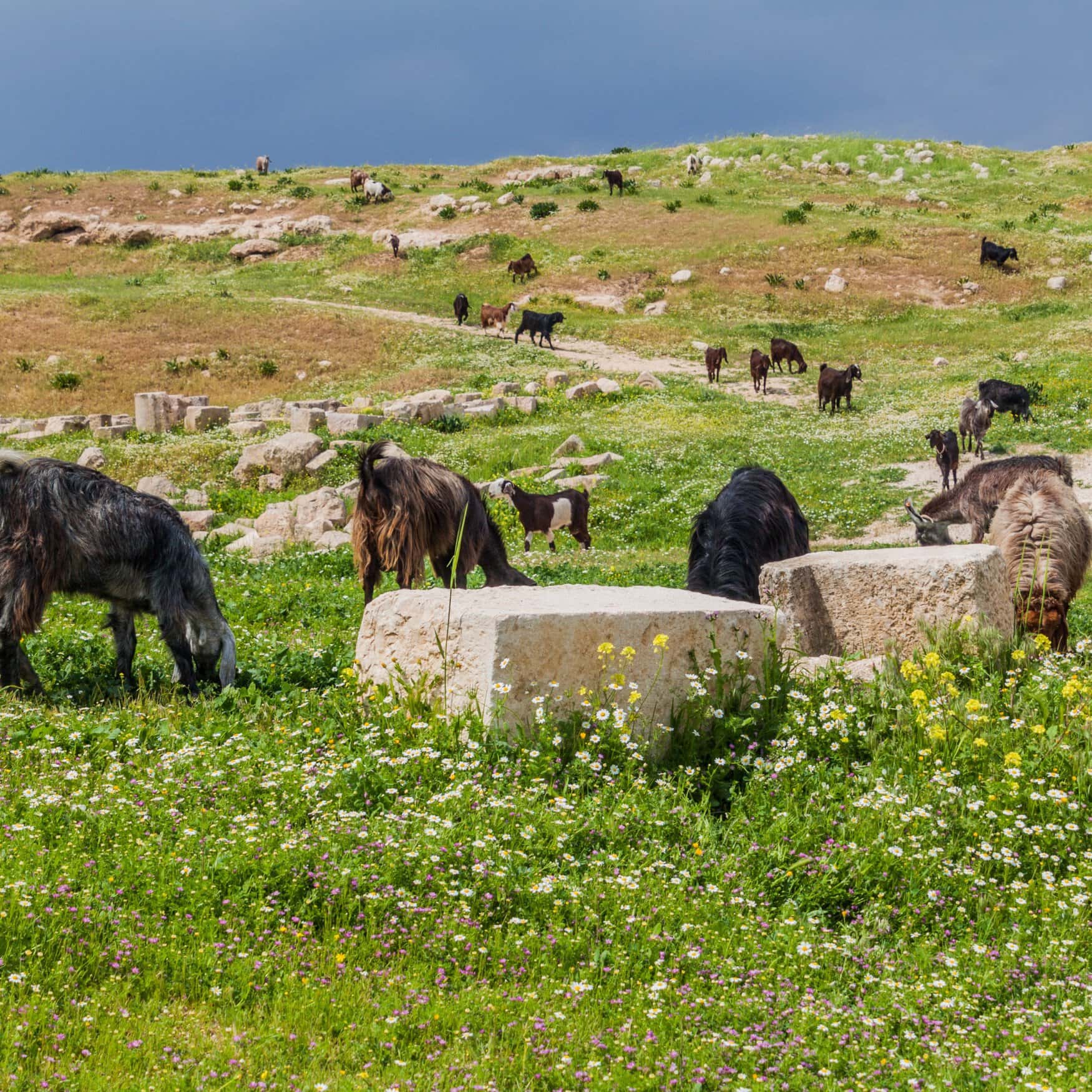 World Bank helps Jordan to step into the climate-smart agriculture