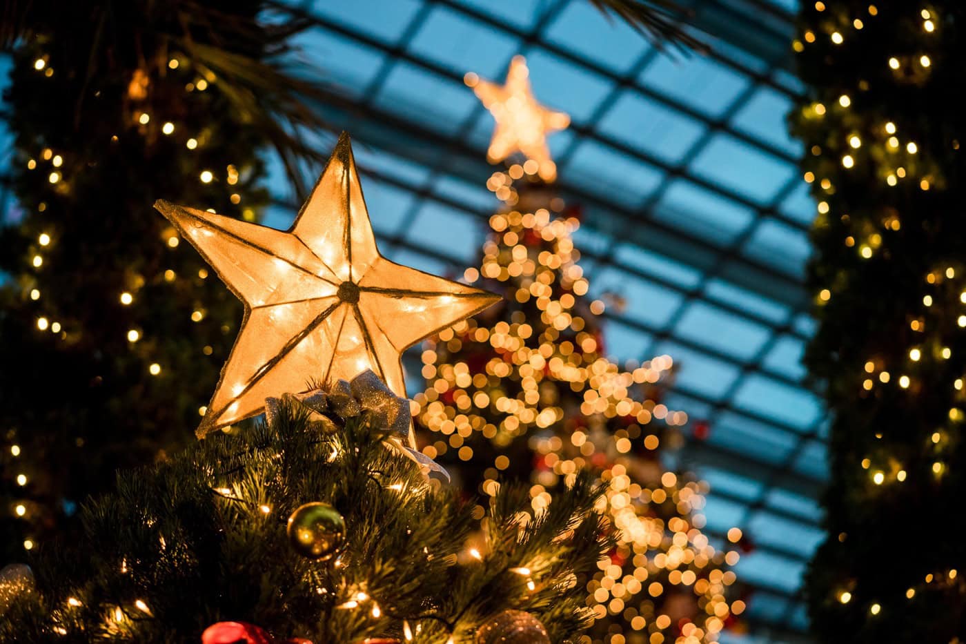 Economic and environmental challenges impacting US Christmas tree industry
