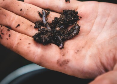 Colorado State University unveils impact of the earthworms on crop production