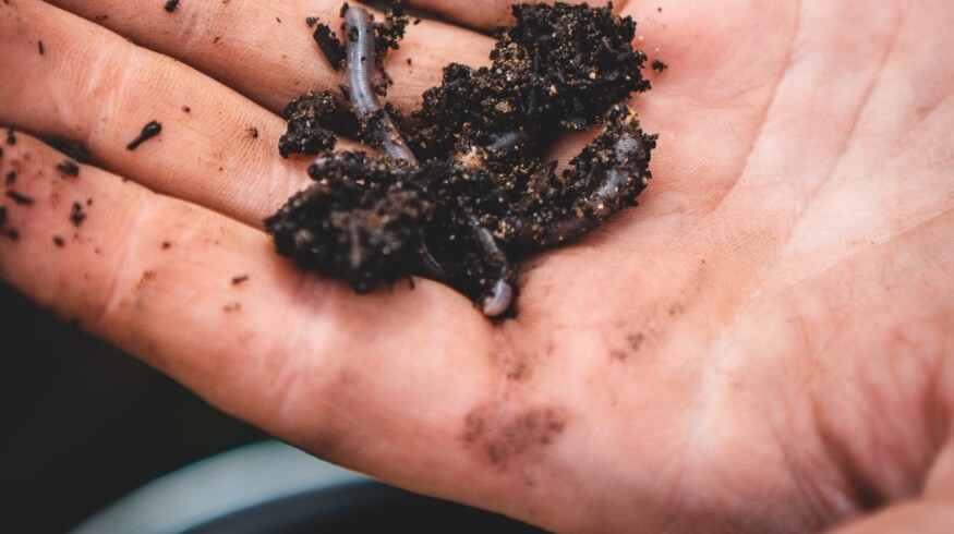 Colorado State University unveils impact of the earthworms on crop production