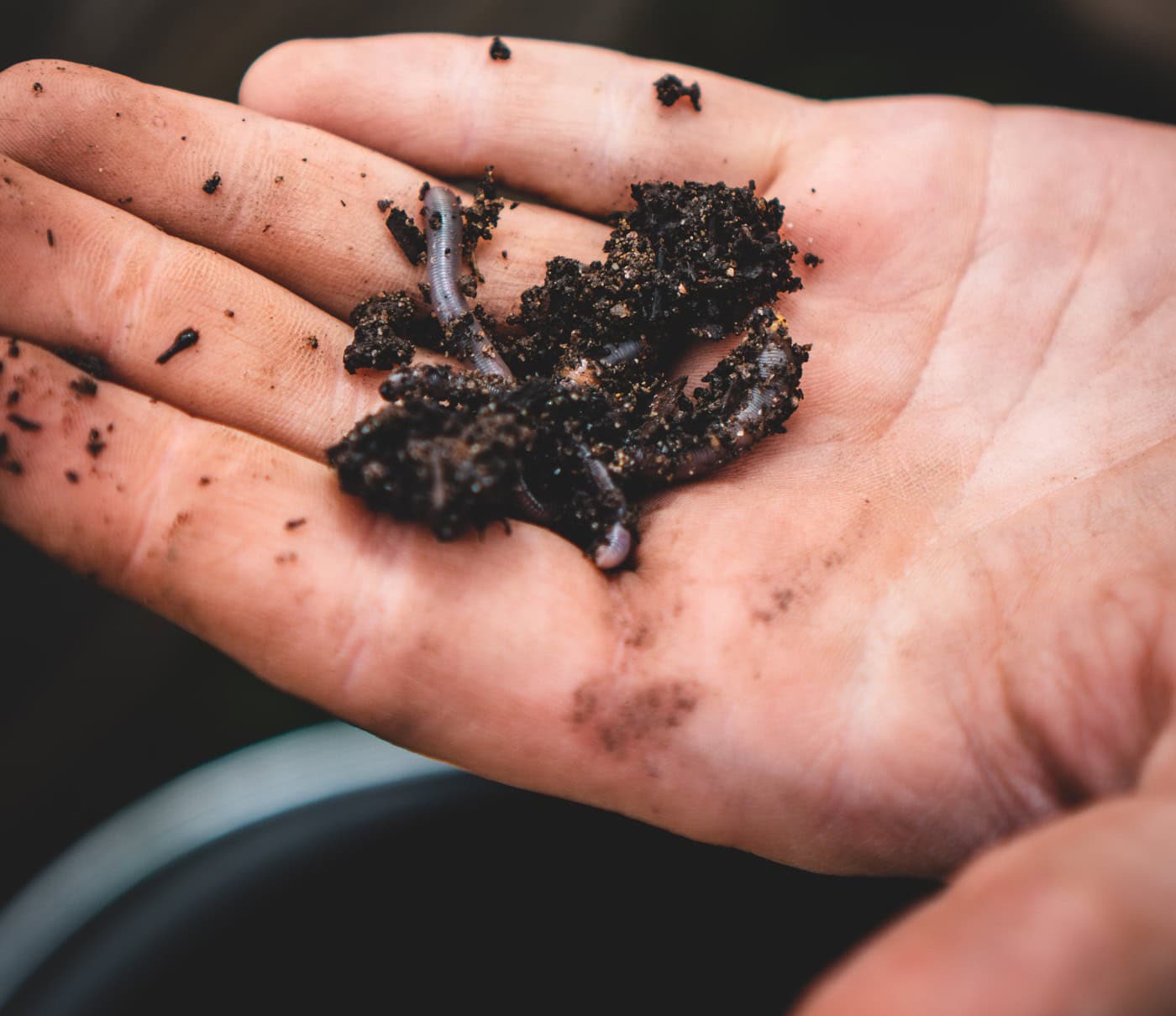 Colorado State University unveils impact of the earthworms on crop production