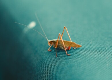 UBC Bug Bake Off: testing the waters of insect cuisine