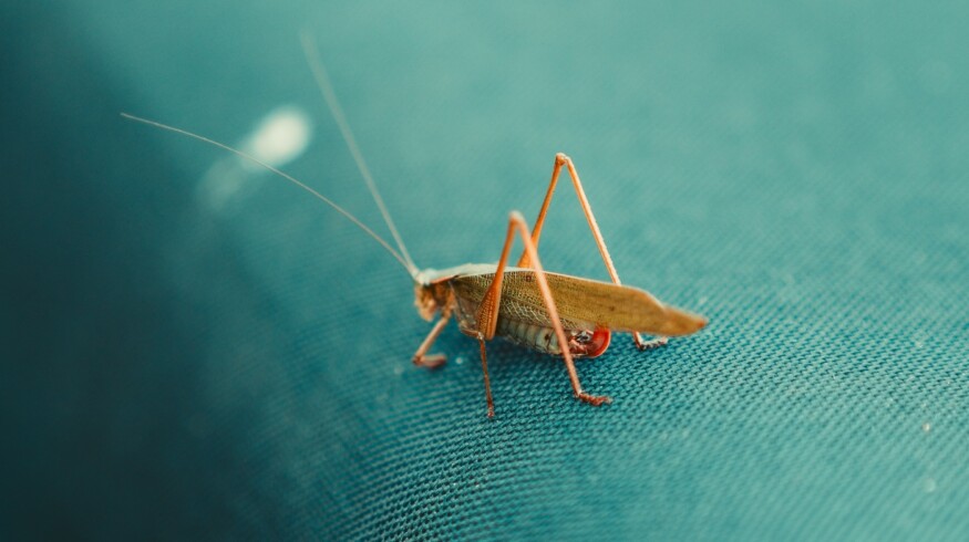 UBC Bug Bake Off: testing the waters of insect cuisine