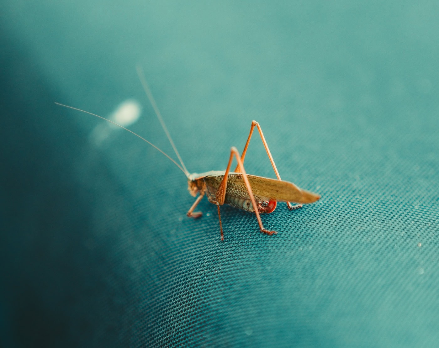 UBC Bug Bake Off: testing the waters of insect cuisine
