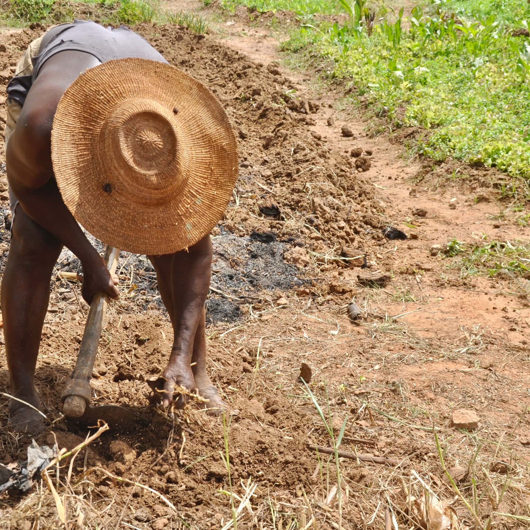 Dry season gardening: Ghana’s vital response to climate change