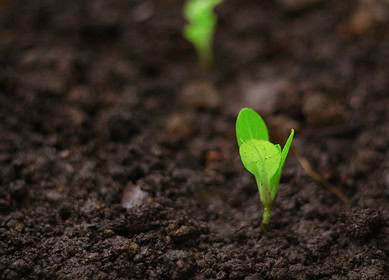 Lucent Bio secures over $3.6mn to bring seed-treatment tech to market