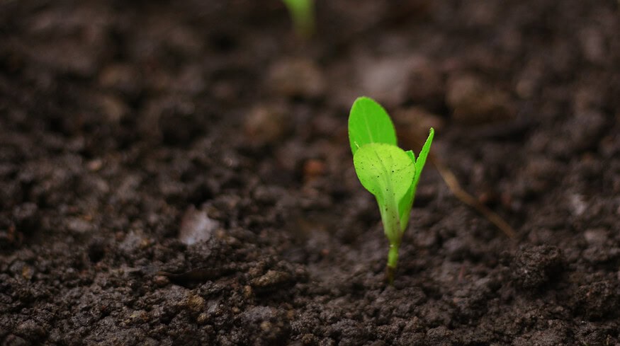 Lucent Bio secures over $3.6mn to bring seed-treatment tech to market